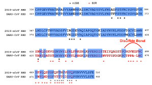 2019-nCoV Coronavirus Receptor -Binding Motif Directly Contacts ACE2  Receptor | LifeTein Peptide Blog2019-nCoV Coronavirus Receptor -Binding  Motif Directly Contacts ACE2 Receptor