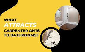 What Attracts Carpenter Ants To Bathrooms