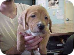 Find golden retriever puppies and breeders in your area and helpful golden retriever information. Rochester Hills Mi Golden Retriever Meet Bella A Pet For Adoption
