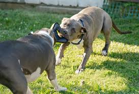 Remember that even within the same breed, there will be dogs that grow at a slower or faster pace than others. American Bully Vs Pitbull My Bully Shop