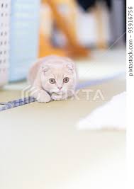 a cat staring at you on a tatami mat