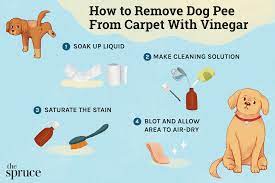 how to get dog out of carpet