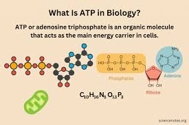Adenosine Triphosp Facts