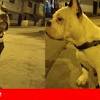 Imagen de la noticia para noticias de perros de LaRepÃºblica.pe