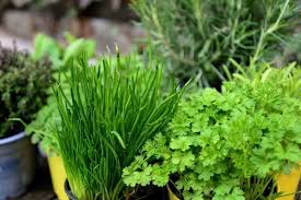 17 Herbs To Grow In Your Kitchen Garden