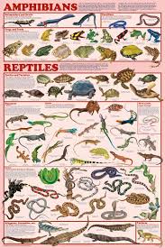 Mammal Orders Reptiles Amphibians Reptiles Amphibians