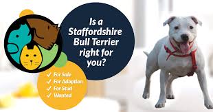Wormed and flead up to date with kc papers ready. Staffordshire Bull Terrier Dogs And Puppies For Sale In The Uk
