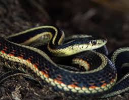 They often have very bright colors that make them attractive. Garter And Ribbon Snake