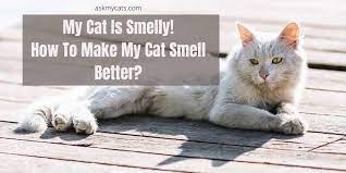 smelly how to make my cat smell better