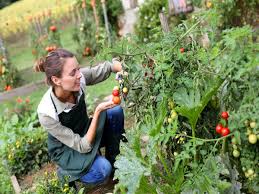 Tips For Kitchen Garden Boldsky Com