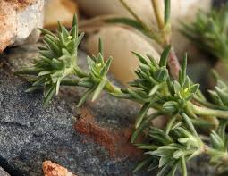 Scleranthus annuus ssp. annuus Calflora