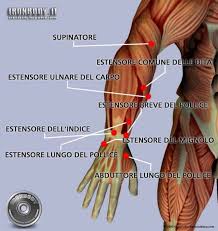 Лучевой сгибатель запястья (musculus flexor carpi radialis). Muscoli Dell Avambraccio Laterali E Anteriori