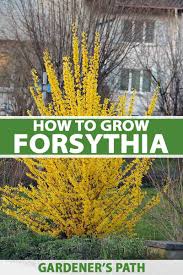 grow and care for forsythia bushes