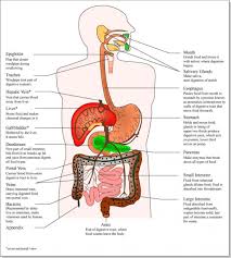 Internal Organ Anatomy Chart Organ That Makes Bile Human