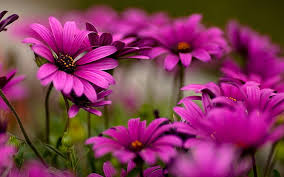 pink and purple petaled flowers nature