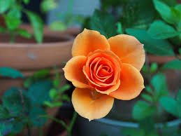 selective focus photo of orange rose