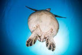太陽とアオウミガメのお腹 | 水中写真撮影「青空」