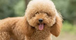 toy poodle breed