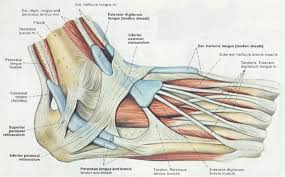 Anatomical Foot Diagram Catalogue Of Schemas