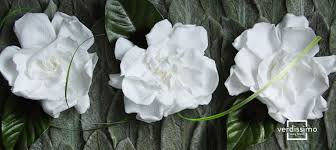 Meaning Behind The Gardenia Verdissimo