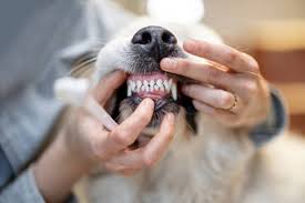 pet dental care and health in