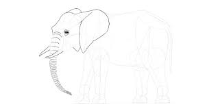 Ukuran berat seekor gajah asia diperkirakan memilik berat 3.000 sampai 5.000 kg, sedankan untuk ukuran berat gajah afrika antara 4.000 sampai 7.000 kg. Cara Menggambar Gajah Langkah Demi Langkah