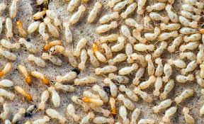 Ants may be a marvel of nature but an infestation is a nightmare. 8 Signs Of Termites In Your Home Safeguard Pest Control