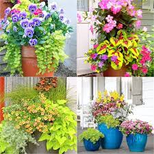 Colorful Mixed Pots Flower Gardening