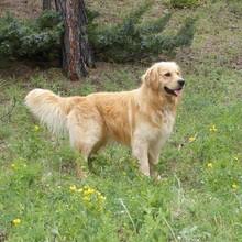 The mom, hannah is a dark golden and dad, kodiak is a mahogany. Puppyfind Miniature Golden Retriever Puppies For Sale