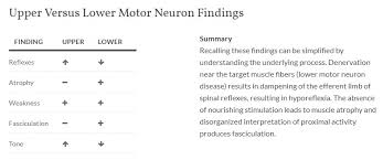 upper versus lower motor neuron