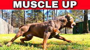 american bully dog muscle excercise