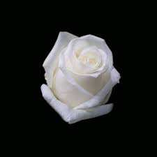 premium photo white rose flowers