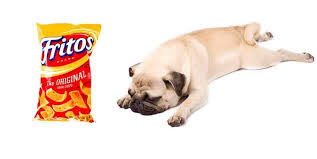 why do pugs smell like corn chips what