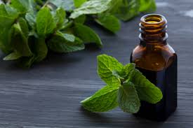 Check spelling or type a new query. Natural Pest Control How To Repel Pests Using Peppermint Oil