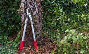 Best Gardening Tools For Your Yard