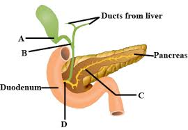 The liver is around the size of an american football at about 16 cm. The Given Diagram Shows A Duct System Of Liver Gall Bladder And Pancreas Write The Names Of Ducts From A To D