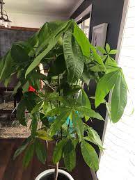 You should cut above the nodes to stimulate growth. What Am I Doing Wrong With This Money Tree The Leaves Are Droopy And Some Have Turned Yellow And Fallen Off Houseplants