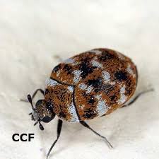 how to get rid of carpet beetles