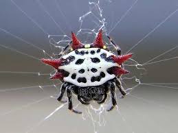 définition araignée araneae