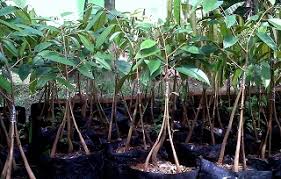 Dipublikasikan tanggal 18 februari 2020 cara semai biji durian yang benar 100% tumbuh. Tips Cara Sambung Pucuk Durian Tahap Demi Tahap Baca Disini