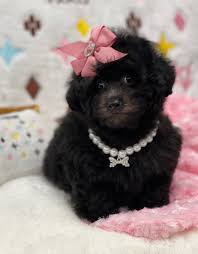 lady teacup poodle love my puppy