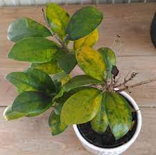 ficus bonsai with yellow leaves and