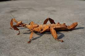 giant ly stick insect l shocking