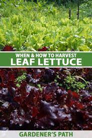 how and when to harvest leaf lettuce