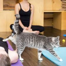 cat yoga is perfect for people who like