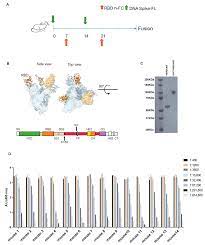 Antibodies | Free Full-Text | Isolation and Characterization of  Neutralizing Monoclonal Antibodies from a Large Panel of Murine Antibodies  against RBD of the SARS-CoV-2 Spike Protein
