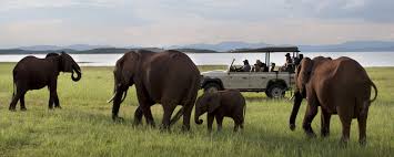 Why Are Safaris so Expensive? | Go2Africa