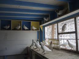 anton van dalen brings 125 000 pigeon