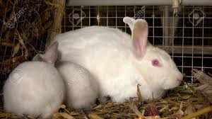 On average these rabbit's lifespan is between 5 and 8 years. Mother Rabbit With Two Babies Rabbits In Cage At Eco Farm Commercial Rabbit Farming Business Stock Photo Picture And Royalty Free Image Image 116897694