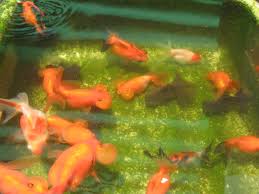 goldfish dallas discus
